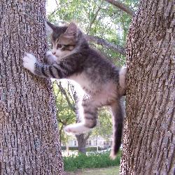 Random Kitten
