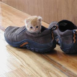 Random Kitten