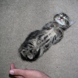 Random Kitten
