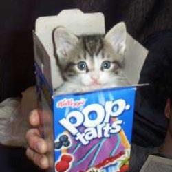 Random Kitten