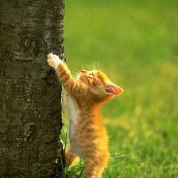 Random Kitten