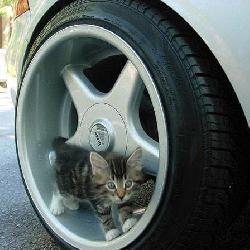 Random Kitten