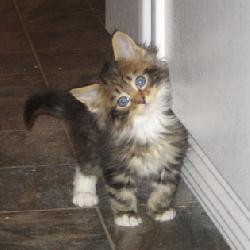 Random Kitten