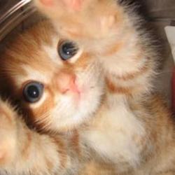 Random Kitten