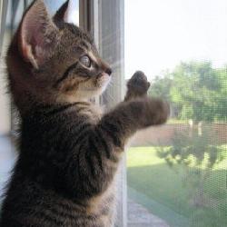 Random Kitten
