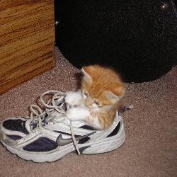 Random Kitten