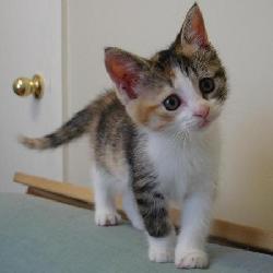 Random Kitten