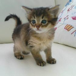 Random Kitten