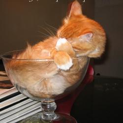 Random Kitten