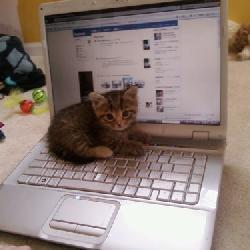 Random Kitten