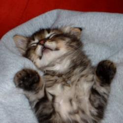 Random Kitten