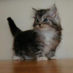 Random Kitten