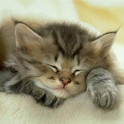 Random Kitten