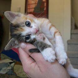 Random Kitten