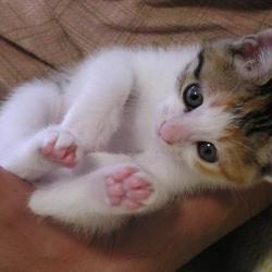 Random Kitten