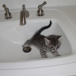 Random Kitten