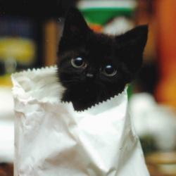 Random Kitten