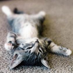 Random Kitten