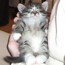 Random Kitten