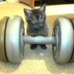 Random Kitten