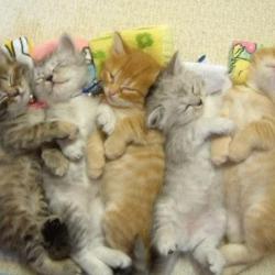 Random Kitten