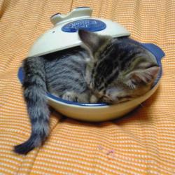 Random Kitten