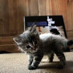 Random Kitten