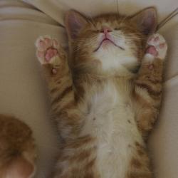 Random Kitten