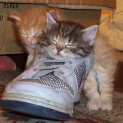Random Kitten