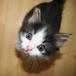 Random Kitten