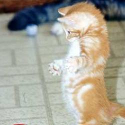Random Kitten