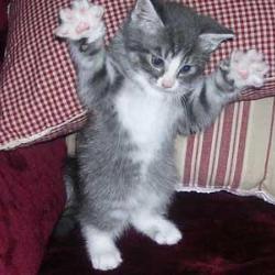 Random Kitten