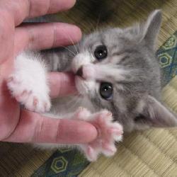 Random Kitten
