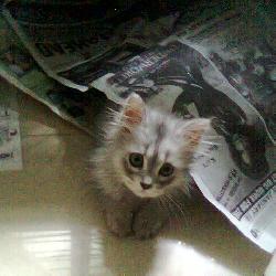 Random Kitten