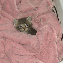 Random Kitten