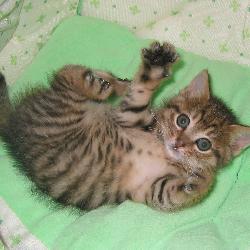 Random Kitten